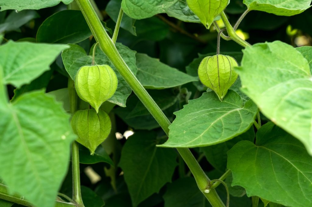 Closeup shot of green gooseberries on a bush