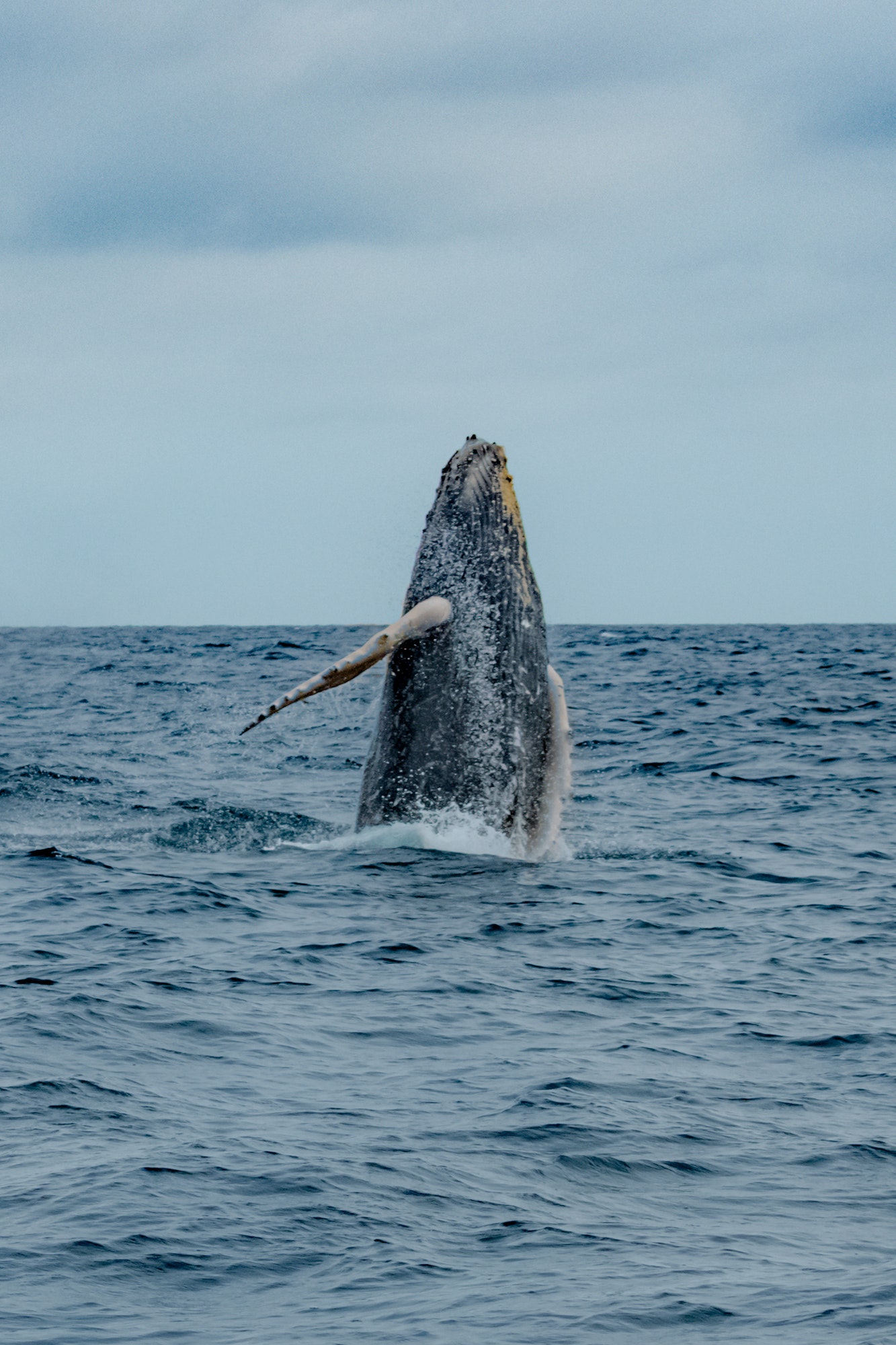 Vertical shot of a Gray whale leaping from the water