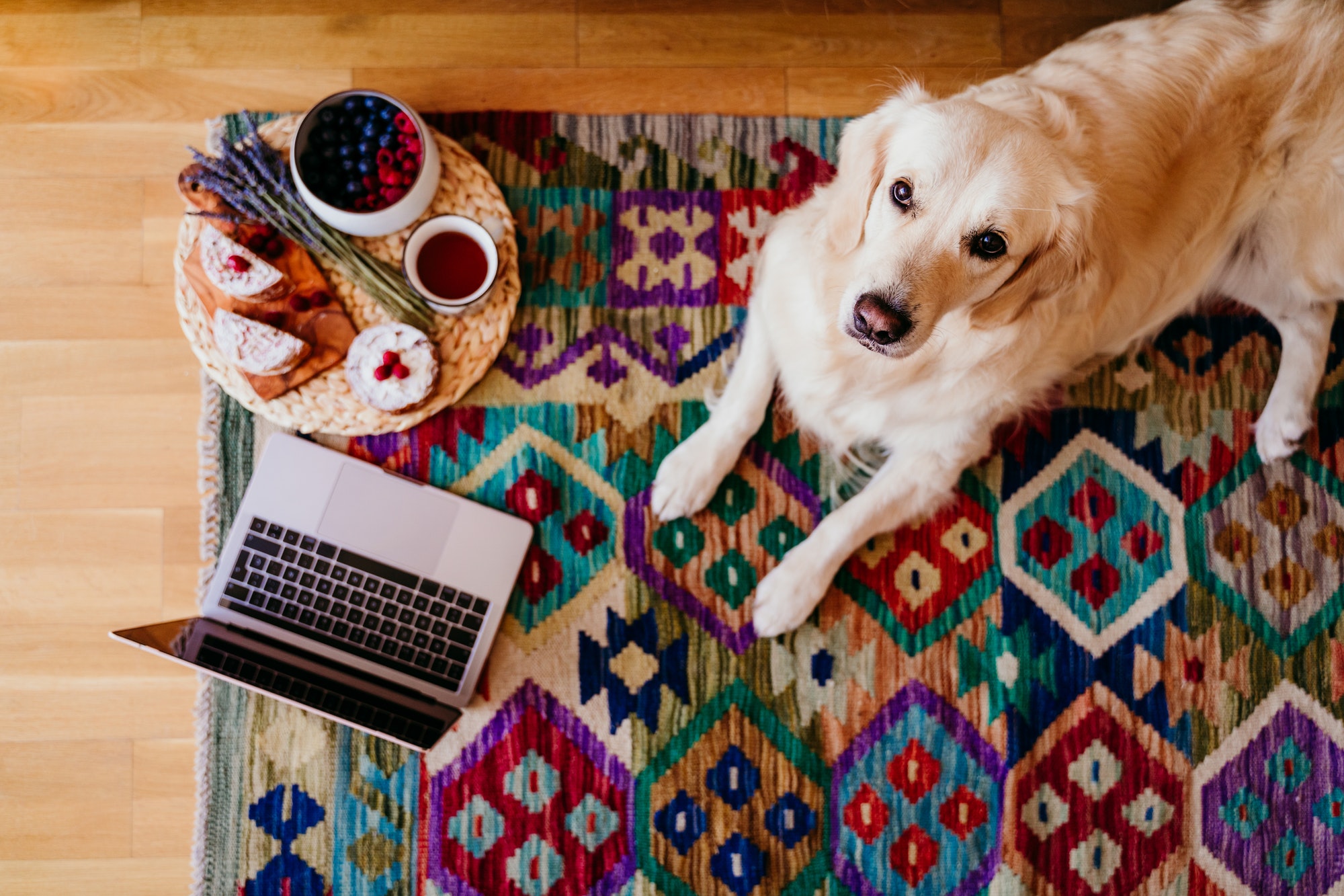 cute golden retriever dog at home working on laptop. Healthy breakfast besides. Dogs and technology