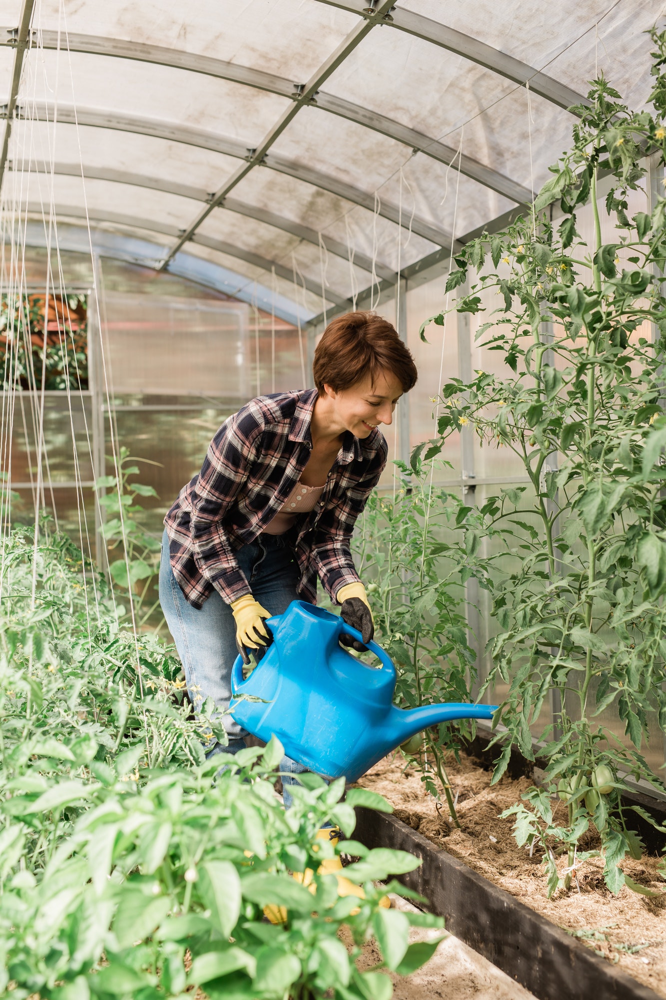 Watering vegetable garden. A woman gardener in gloves waters beds with organic vegetables. Caring