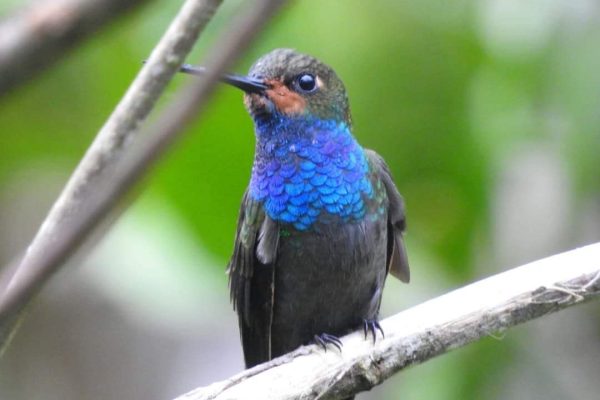 CRNElBosqueColibrí